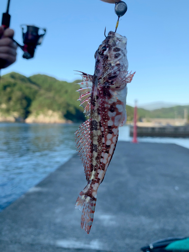 アナハゼの釣果