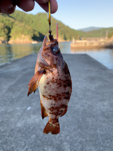 メバルの釣果