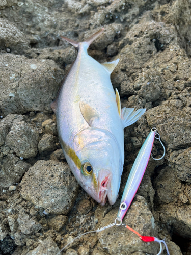 ショゴの釣果