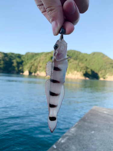 リュウグウハゼの釣果