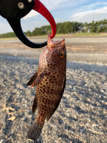 オオモンハタの釣果