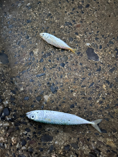 サバの釣果