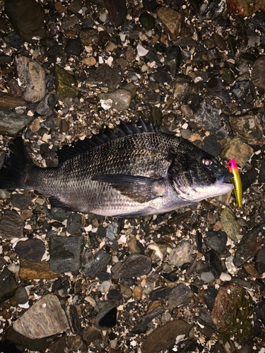 クロダイの釣果