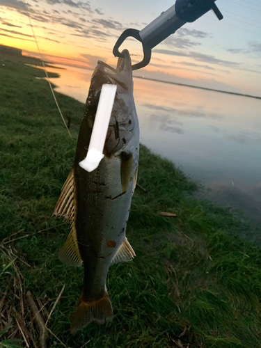 セイゴ（マルスズキ）の釣果