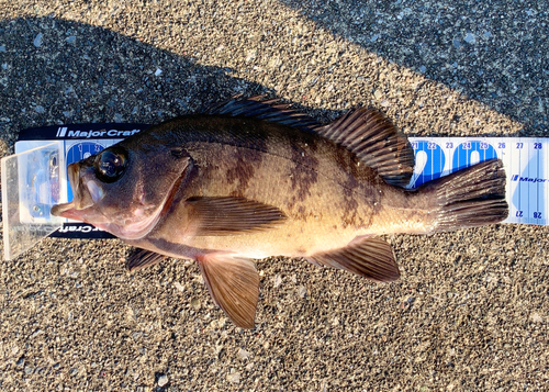 メバルの釣果