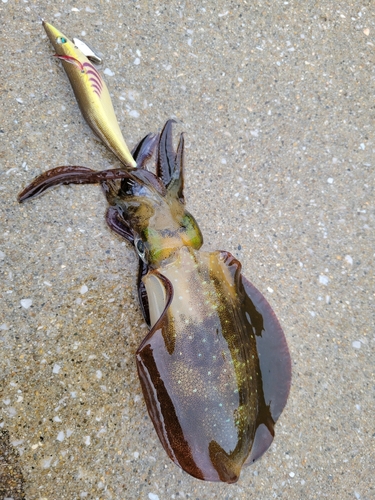 アオリイカの釣果