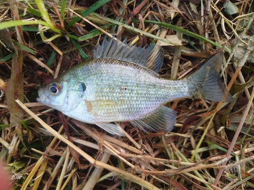 ブルーギルの釣果