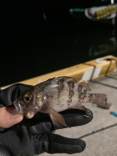 メバルの釣果