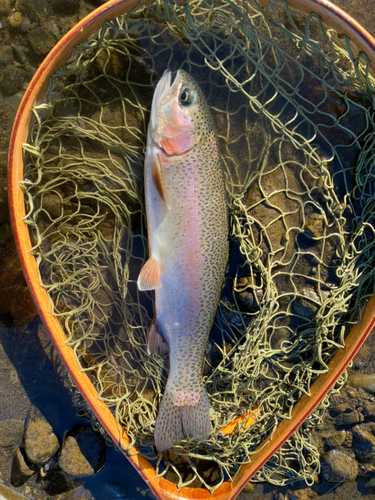 ニジマスの釣果