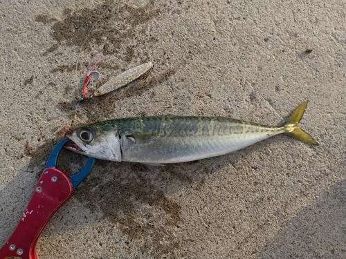 サバの釣果