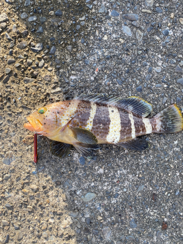 アオハタの釣果