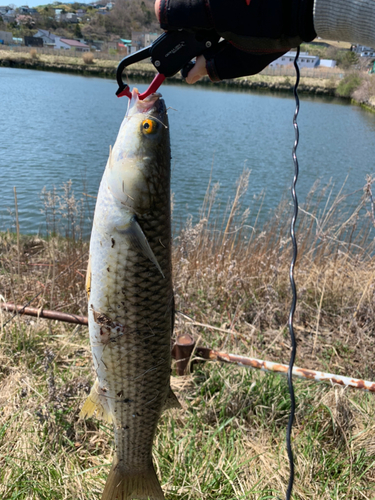 メナダの釣果