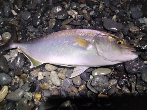 ショゴの釣果