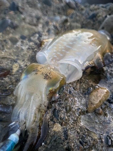 アオリイカの釣果