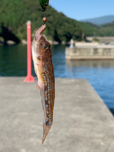 モヨウハゼの釣果