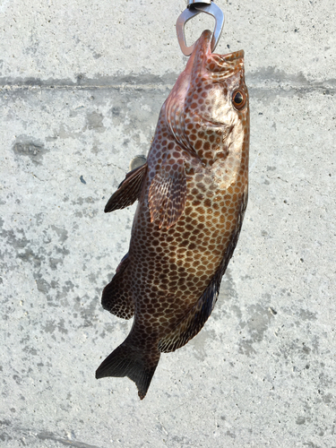 オオモンハタの釣果