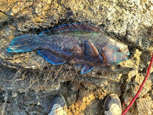 アオブダイの釣果