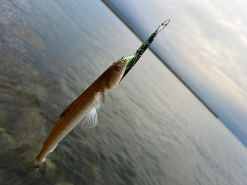 エソの釣果