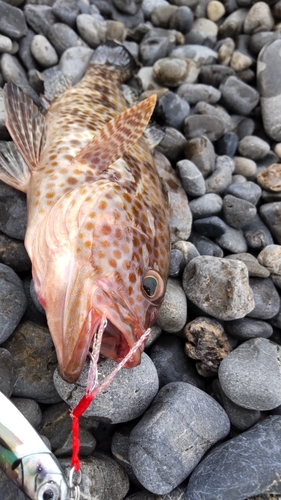 オオモンハタの釣果