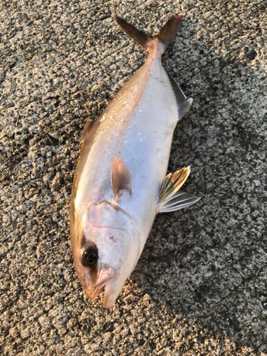 ショゴの釣果