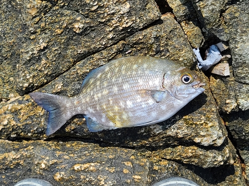 イスズミの釣果