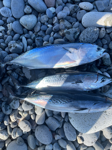 カツオの釣果