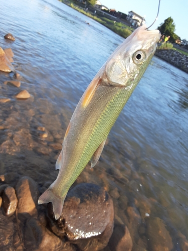 ウグイの釣果