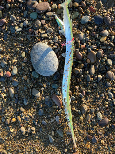 ダツの釣果