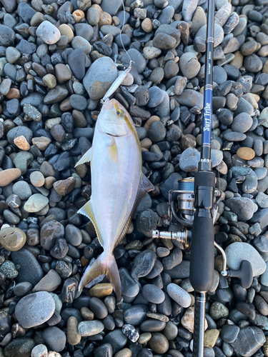 ショゴの釣果