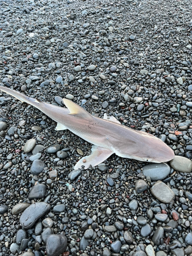 サメの釣果