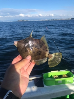 カワハギの釣果