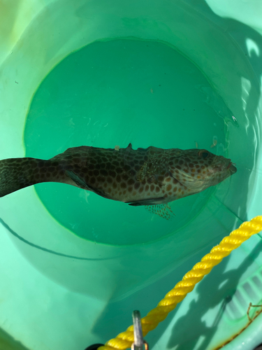 オオモンハタの釣果