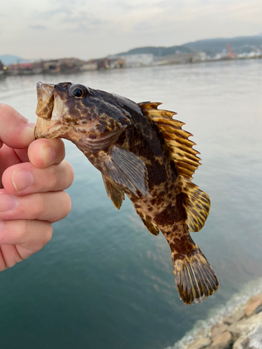 タケノコメバルの釣果