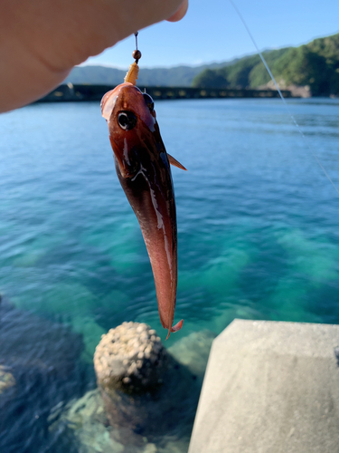 ドンコの釣果