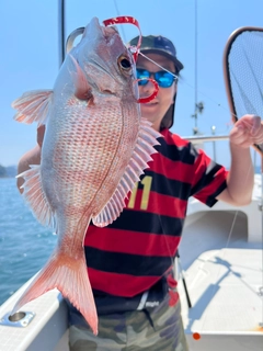 マダイの釣果