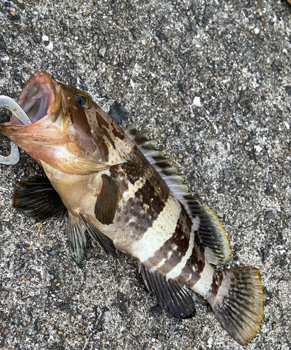 アオハタの釣果