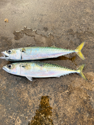 サバの釣果