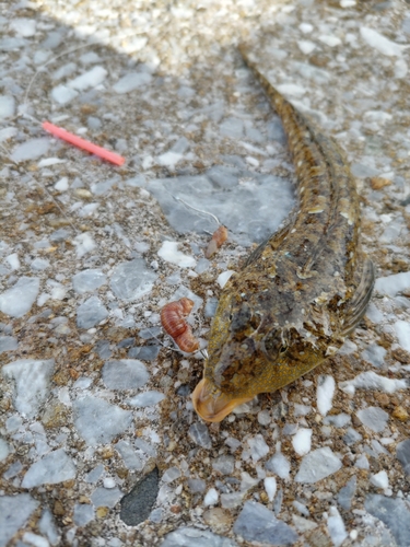 メゴチの釣果