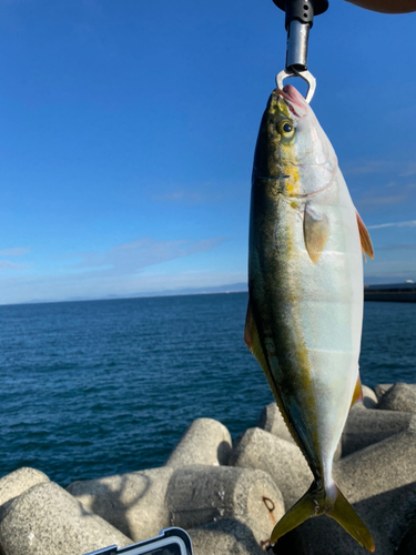 ハマチの釣果