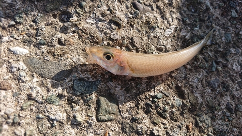 キスの釣果