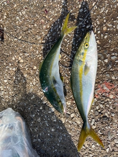 ハマチの釣果