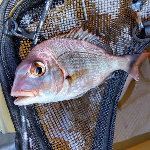 チャリコの釣果