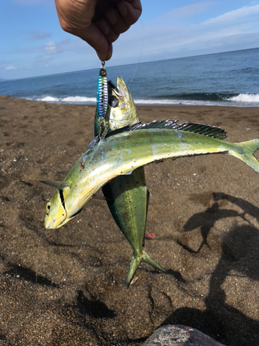 シイラの釣果