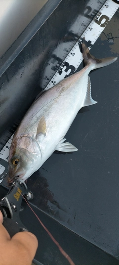 カンパチの釣果