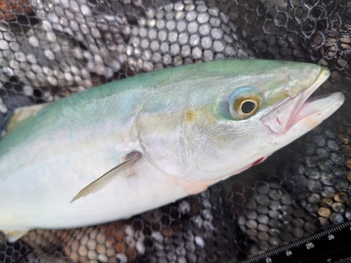 ツバイソの釣果