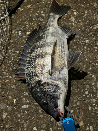 チヌの釣果