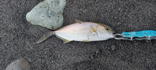 ショゴの釣果