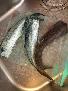 サゴシの釣果