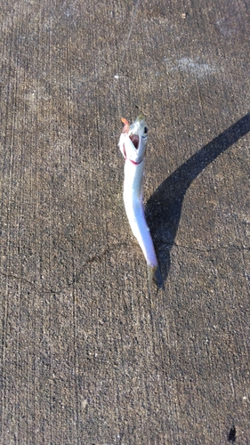 カタクチイワシの釣果