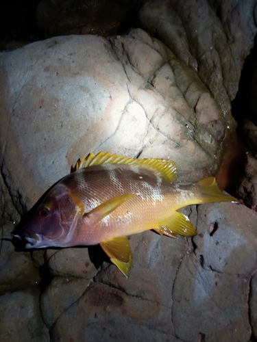 シブダイの釣果